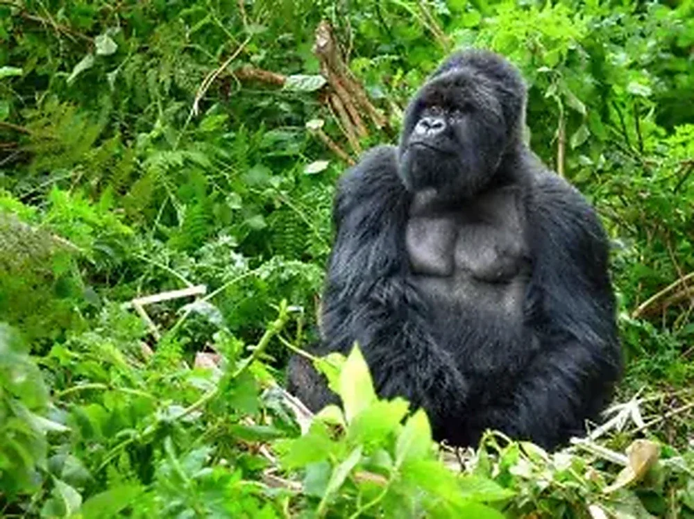 Mountain gorilla in green forest
