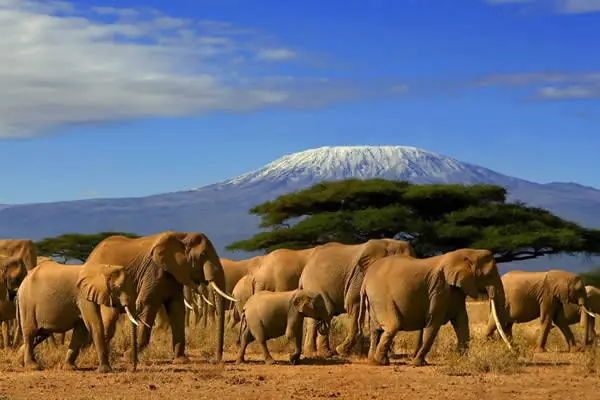 Elephants near Mount Kilimanjaro